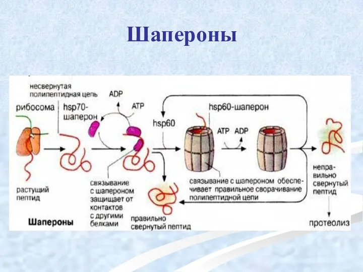 Шапероны