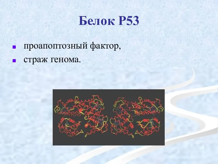 Белок Р53 проапоптозный фактор, страж генома.