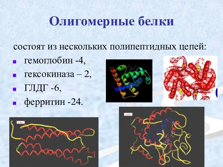 Олигомерные белки состоят из нескольких полипептидных цепей: гемоглобин -4, гексокиназа – 2, ГЛДГ -6, ферритин -24.