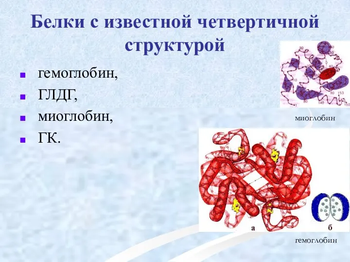 Белки с известной четвертичной структурой гемоглобин, ГЛДГ, миоглобин, ГК. миоглобин гемоглобин