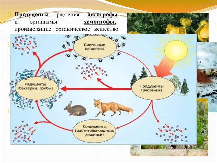 Продуценты – растения – автотрофы и организмы – хемотрофы, производящие органическое