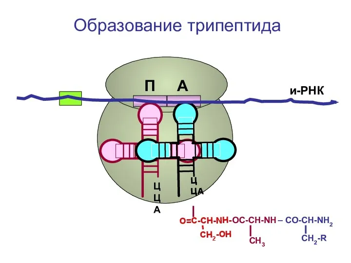 СН2-R ЦЦА ОС-СН-NH – CO-CH-NH2 СН3 ЦЦА О=С-СН-NH- CH2-OH и-РНК П А Образование трипептида