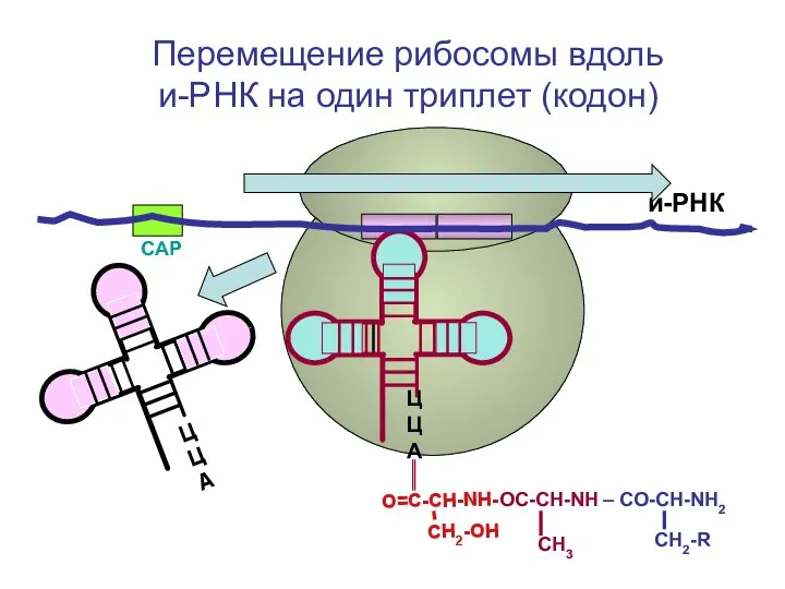 СAP и-РНК ЦЦА Перемещение рибосомы вдоль и-РНК на один триплет (кодон)