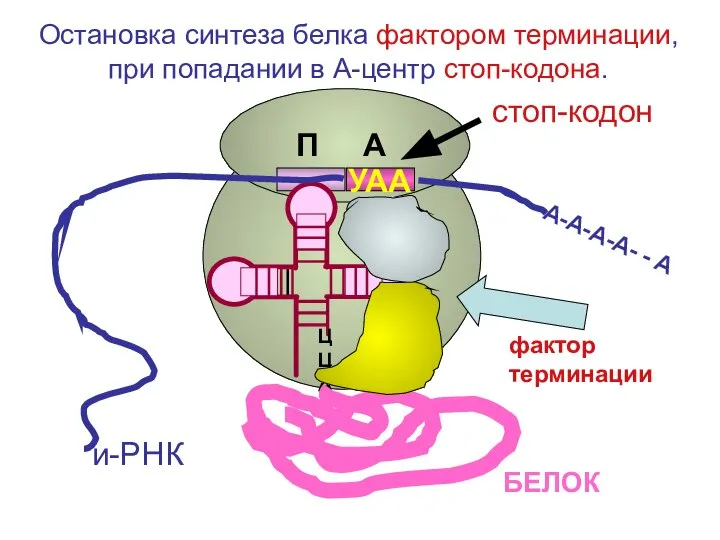 ЦЦА УАА А-А-А-А- - А и-РНК фактор терминации БЕЛОК стоп-кодон Остановка