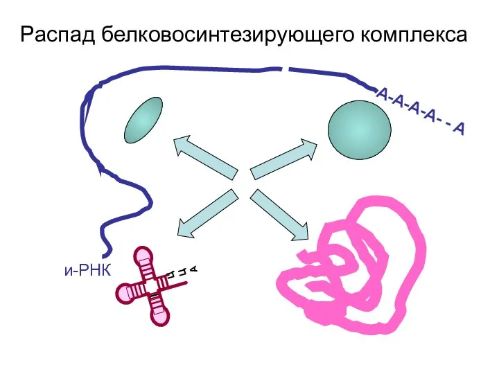 А-А-А-А- - А и-РНК Распад белковосинтезирующего комплекса