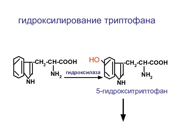 -CH2-CH-COOH NH2 NH гидроксилирование триптофана -CH2-CH-COOH NH2 NH НО гидроксилаза 5-гидрокситриптофан