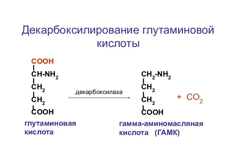 СOOH CH-NH2 CH2 CH2 COOH CH2-NH2 CH2 CH2 COOH декарбоксилаза +