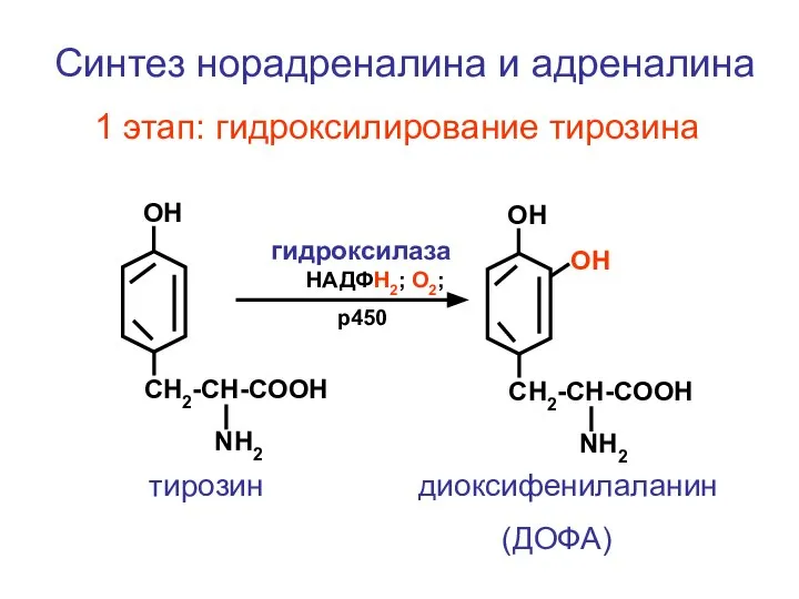 CH2-CH-COOH NH2 ОН CH2-CH-COOH NH2 ОН Синтез норадреналина и адреналина 1