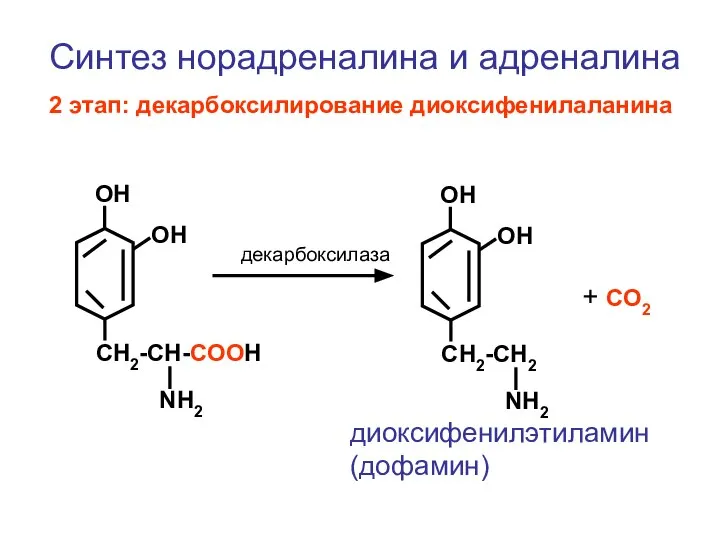 CH2-CH-COOH NH2 ОН ОН CH2-CH2 NH2 ОН ОН + СО2 декарбоксилаза