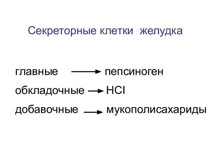 Секреторные клетки желудка главные пепсиноген обкладочные НCI добавочные мукополисахариды