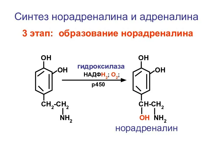 CH2-CH2 NH2 ОН ОН Синтез норадреналина и адреналина 3 этап: образование