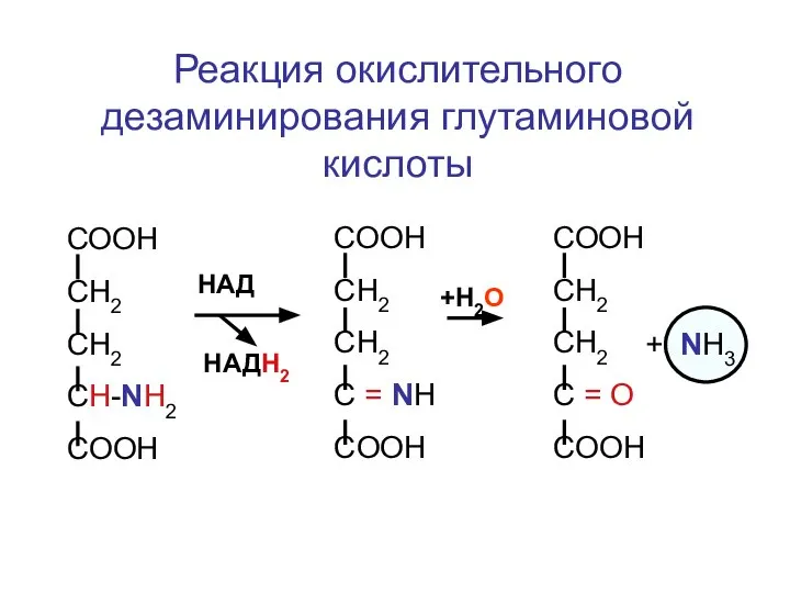 Реакция окислительного дезаминирования глутаминовой кислоты СООН СН2 СН2 CH-NH2 COOH HАД