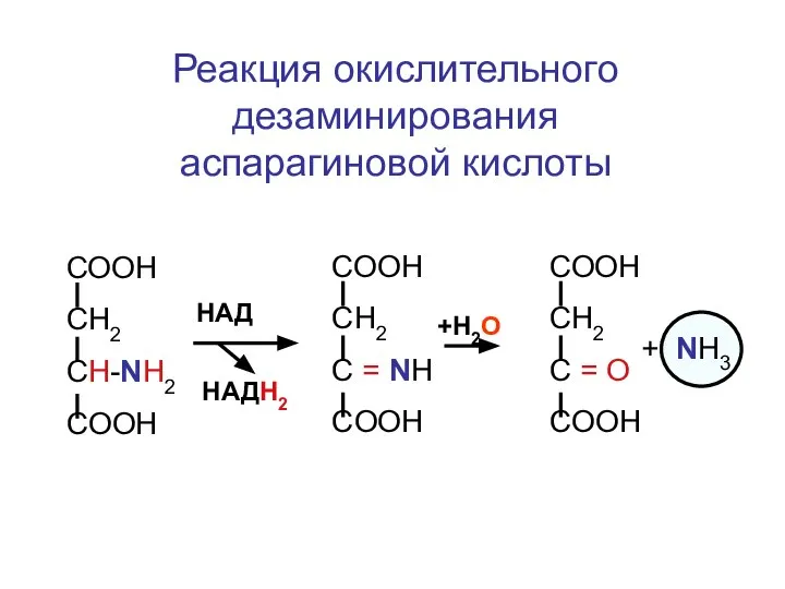 Реакция окислительного дезаминирования аспарагиновой кислоты СООН СН2 CH-NH2 COOH HАД HАДН2