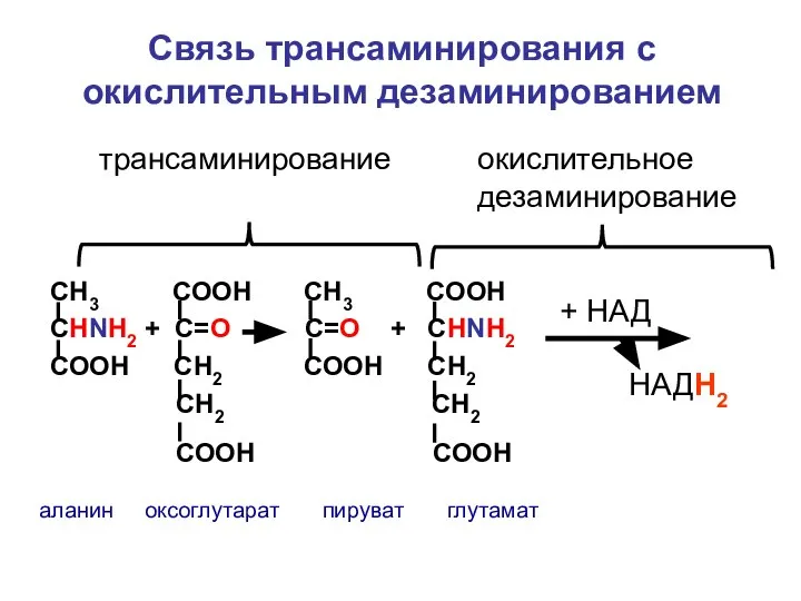 СН3 СООН СН3 СООН СНNH2 + C=О С=О + СНNH2 СООН