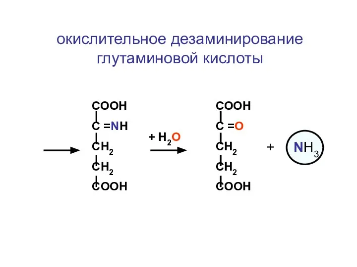 окислительное дезаминирование глутаминовой кислоты + Н2О СООН С =NH СН2 CH2