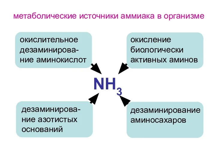 NH3 окислительное дезаминирова-ние аминокислот дезаминирова-ние азотистых оснований окисление биологически активных аминов