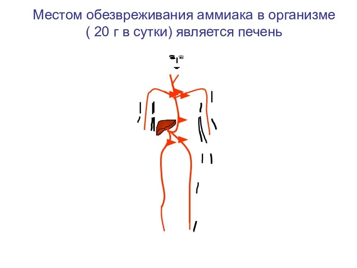 • • Местом обезвреживания аммиака в организме ( 20 г в сутки) является печень