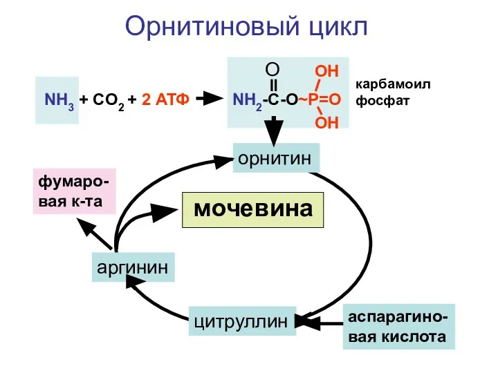 NH3 + CO2 + 2 АТФ NH2-C-O~P=O O OH OH орнитин