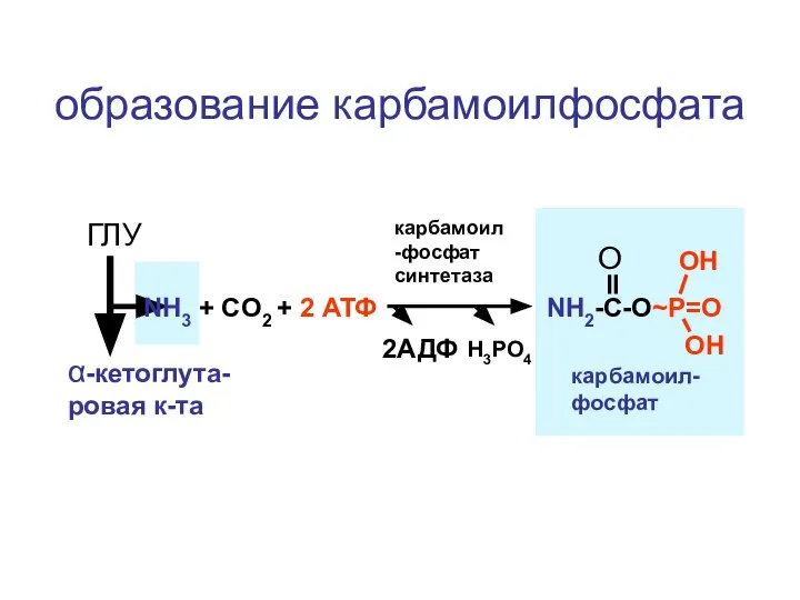 образование карбамоилфосфата ГЛУ α-кетоглута-ровая к-та NH3 + CO2 + 2 АТФ