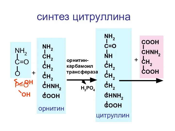 NH2 C=O O P=O OH OH + NH2 CH2 CH2 CH2