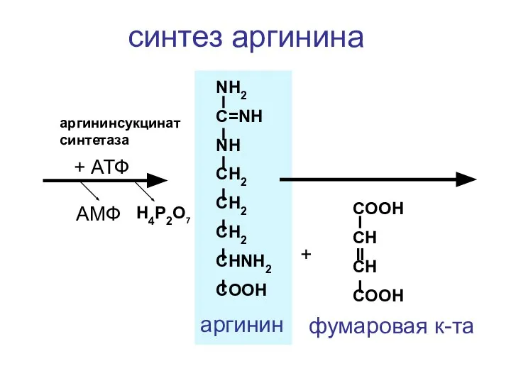 NH2 C=NH NH CH2 CH2 CH2 CHNH2 COOH + COOH CH