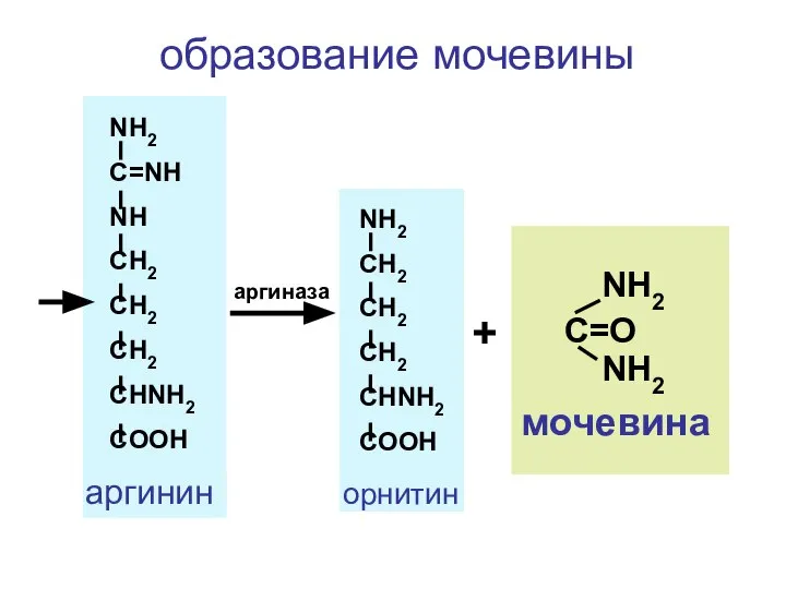 NH2 CH2 CH2 CH2 CHNH2 COOH C=O NH2 NH2 мочевина NH2