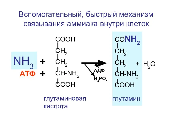 Вспомогательный, быстрый механизм связывания аммиака внутри клеток СООН СН2 СН2 CH-NH2