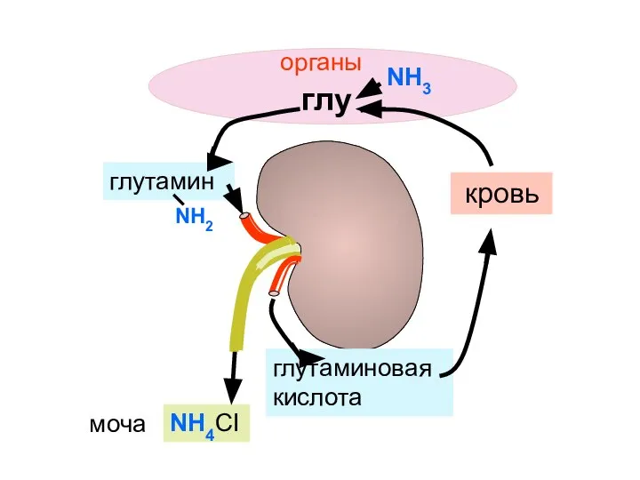 глутамин глутаминовая кислота NH4CI кровь органы глу NH3 моча NH2