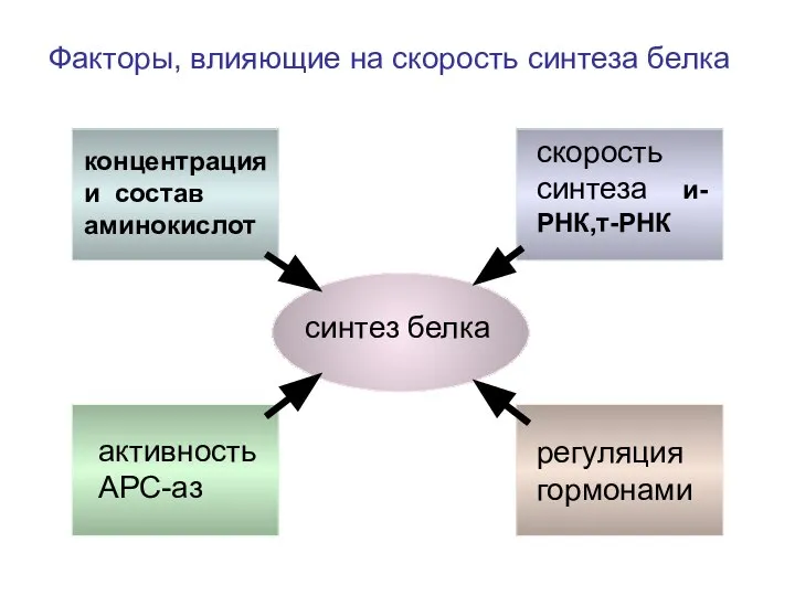 синтез белка концентрация и состав аминокислот скорость синтеза и-РНК,т-РНК активность АРС-аз