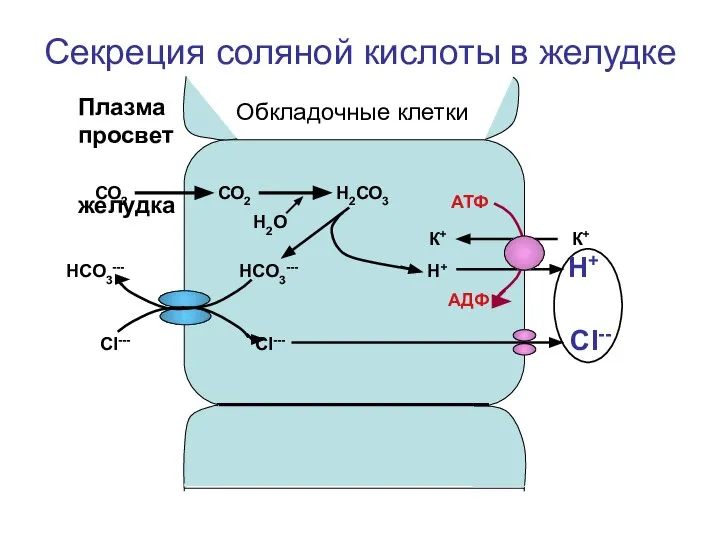 Секреция соляной кислоты в желудке Обкладочные клетки СО2 СО2 Н2СО3 К+