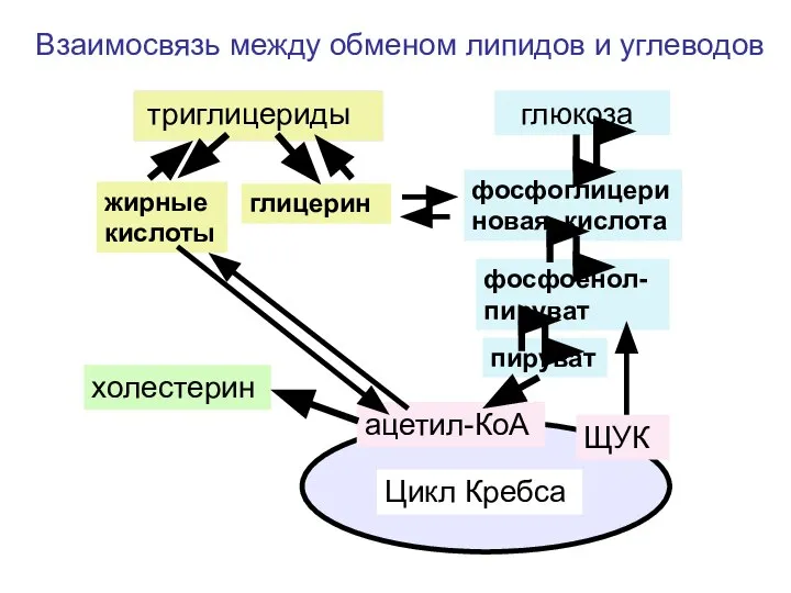 триглицериды глюкоза жирные кислоты глицерин фосфоглицериновая кислота фосфоенол-пируват пируват ацетил-КоА холестерин