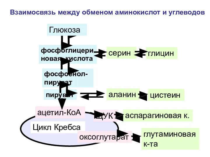 фосфоглицериновая кислота фосфоенол-пируват пируват ацетил-КоА Цикл Кребса ЩУК Взаимосвязь между обменом