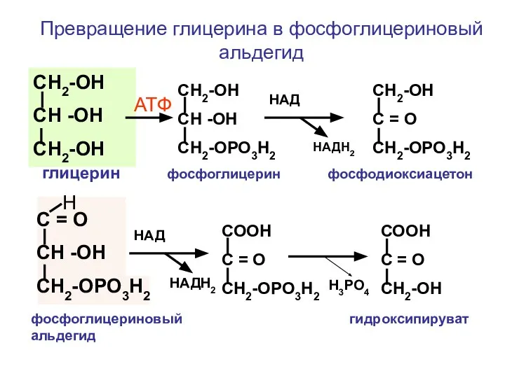 СН2-ОН СН -ОН СН2-ОН СН2-ОН СН -ОН СН2-ОРО3Н2 СН2-ОН С =