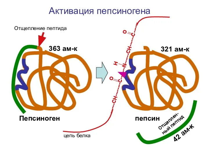 O H O ------CH--------С-------N------CH------C------ цепь белка Пепсиноген пепсин Отщепление пептида Отщеплен-ный