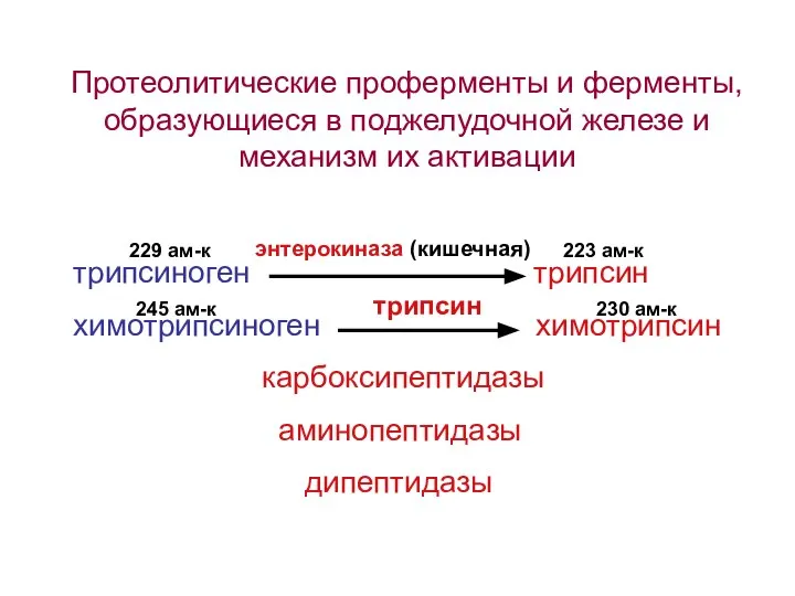 Протеолитические проферменты и ферменты, образующиеся в поджелудочной железе и механизм их