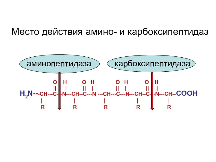 O H O H O H O H Н2N---CH---С---N---CH--C---N ---CH---С---N---CH--C---N---CH--COOH ||