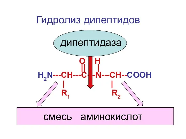 O H Н2N---CH---С---N---CH--COOH || | R1 R2 | | дипептидаза Гидролиз дипептидов смесь аминокислот