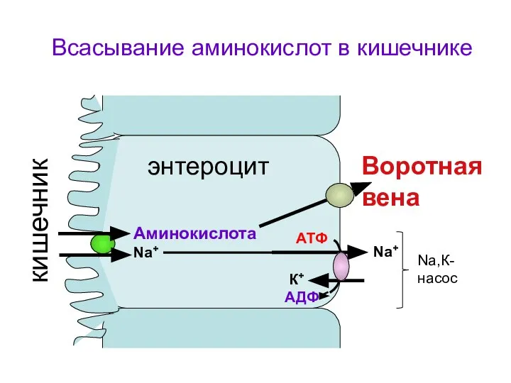 Аминокислота Na+ Nа+ К+ АТФ АДФ Воротная вена кишечник Всасывание аминокислот в кишечнике Na,К-насос энтероцит