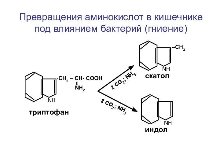 Превращения аминокислот в кишечнике под влиянием бактерий (гниение) -СН2 – СН-