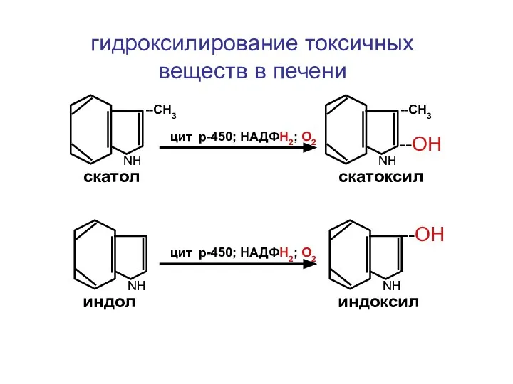 NН NН --СН3 скатол индол NН NН --СН3 скатоксил индоксил --ОН