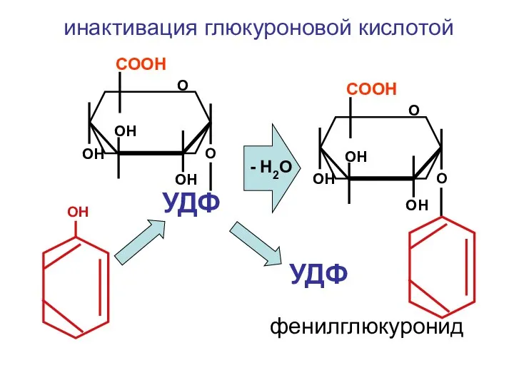 О СООН ОН ОН ОН УДФ О ОН О СООН ОН