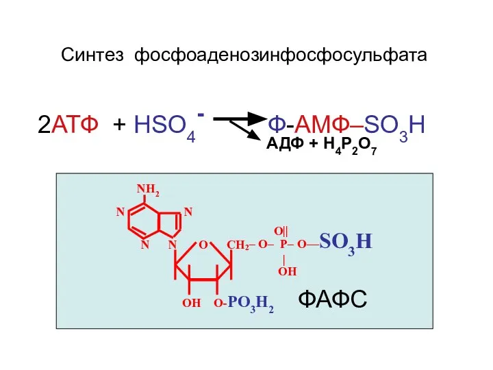 Синтез фосфоаденозинфосфосульфата 2АТФ + НSO4- Ф-АМФ–SO3H АДФ + Н4Р2О7 NH2 N