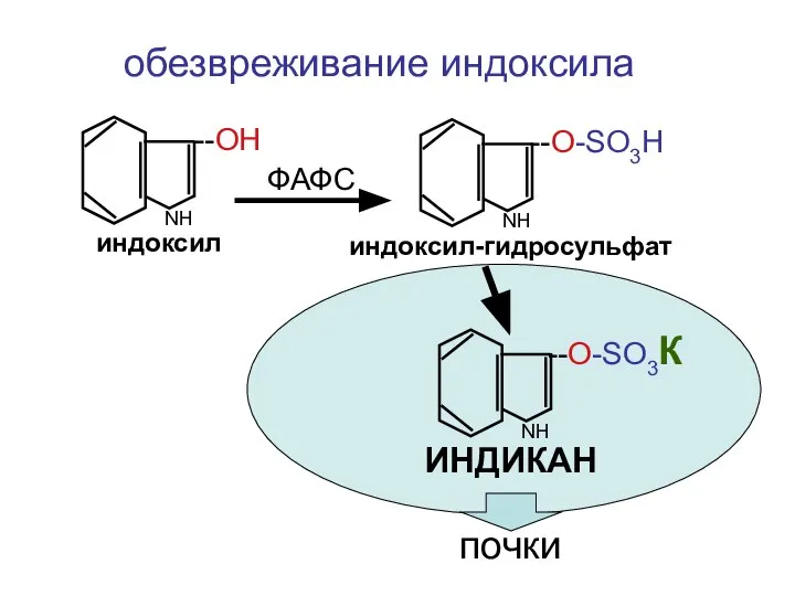NН индоксил --ОН NН индоксил-гидросульфат --О-SO3H ФАФС NН --О-SO3К ИНДИКАН обезвреживание индоксила почки