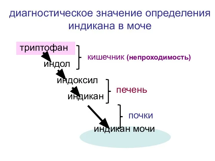 триптофан индол индоксил индикан индикан мочи кишечник (непроходимость) печень почки диагностическое значение определения индикана в моче