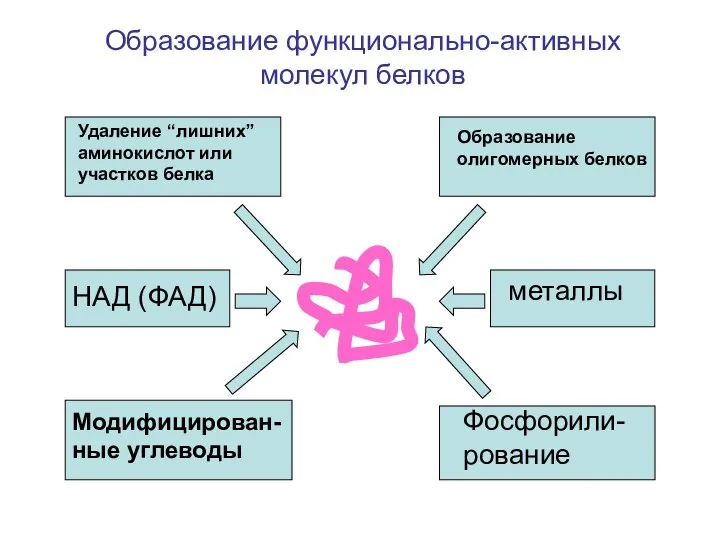 НАД (ФАД) Модифицирован-ные углеводы металлы Фосфорили-рование Удаление “лишних” аминокислот или участков