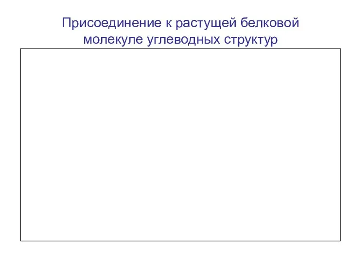 Присоединение к растущей белковой молекуле углеводных структур