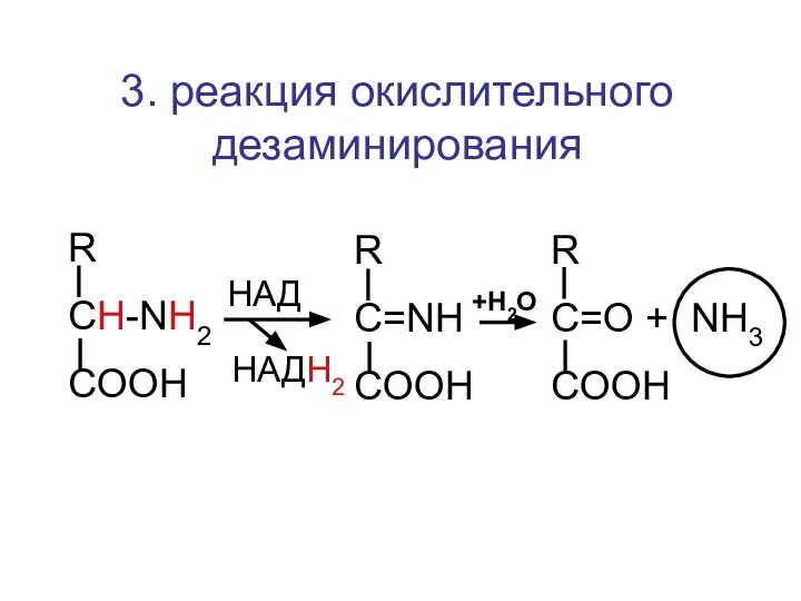 3. реакция окислительного дезаминирования R CH-NH2 COOH R C=NH COOH R