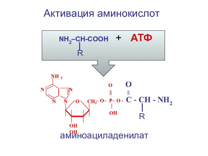 Активация аминокислот NH2–CH-COOH + АТФ R NH 2 N N O