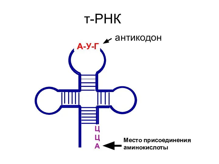 Ц ЦА т-РНК А-У-Г антикодон Место присоединения аминокислоты