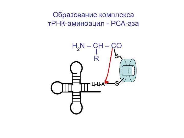 Образование комплекса тРНК-аминоацил - РСА-аза H2N – CH – CO R S S Ц-Ц-А